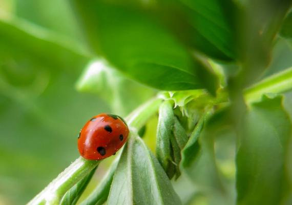 Ladybug